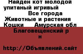 Найден кот,молодой упитаный игривый 12.03.2017 - Все города Животные и растения » Кошки   . Амурская обл.,Благовещенский р-н